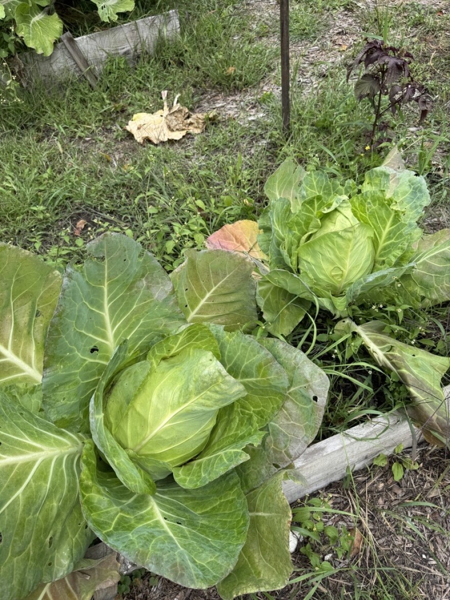 Two large heads of cabbage in a Northern Minnesota garden.
