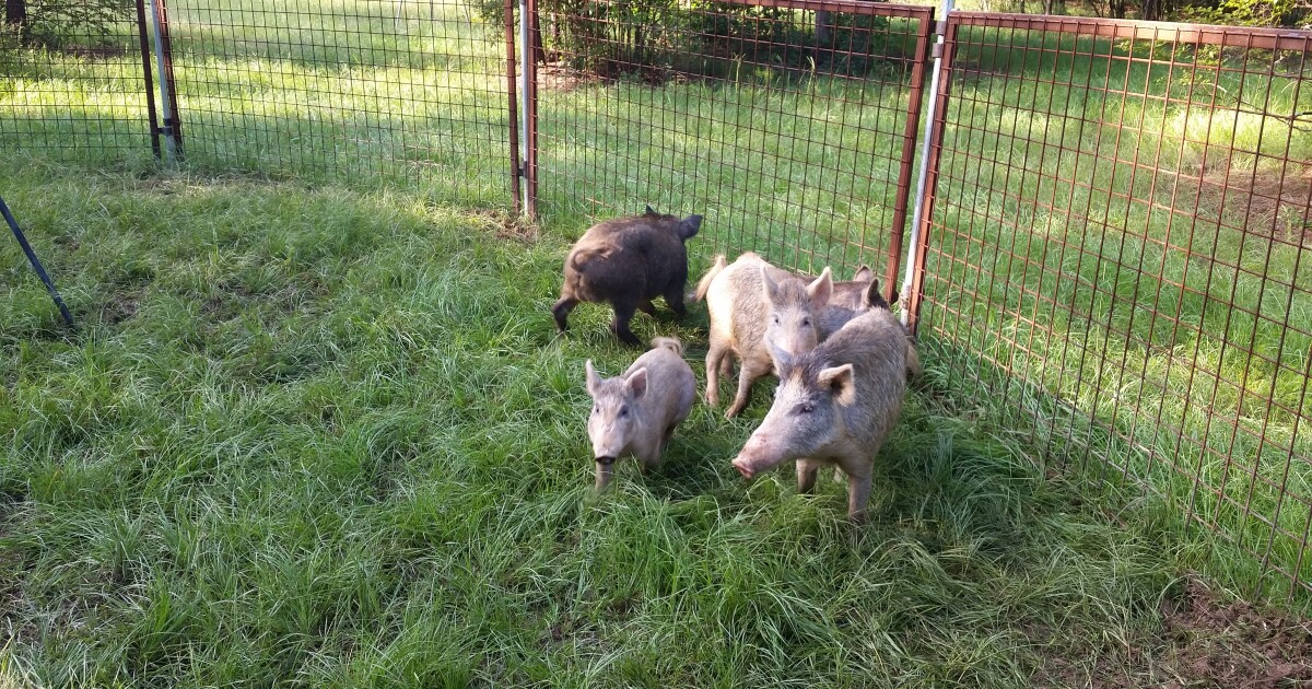 Meet NPR Shreveport's only full-time staffer; feral hogs erode coastline; Dutch solutions for the opioid crisis
