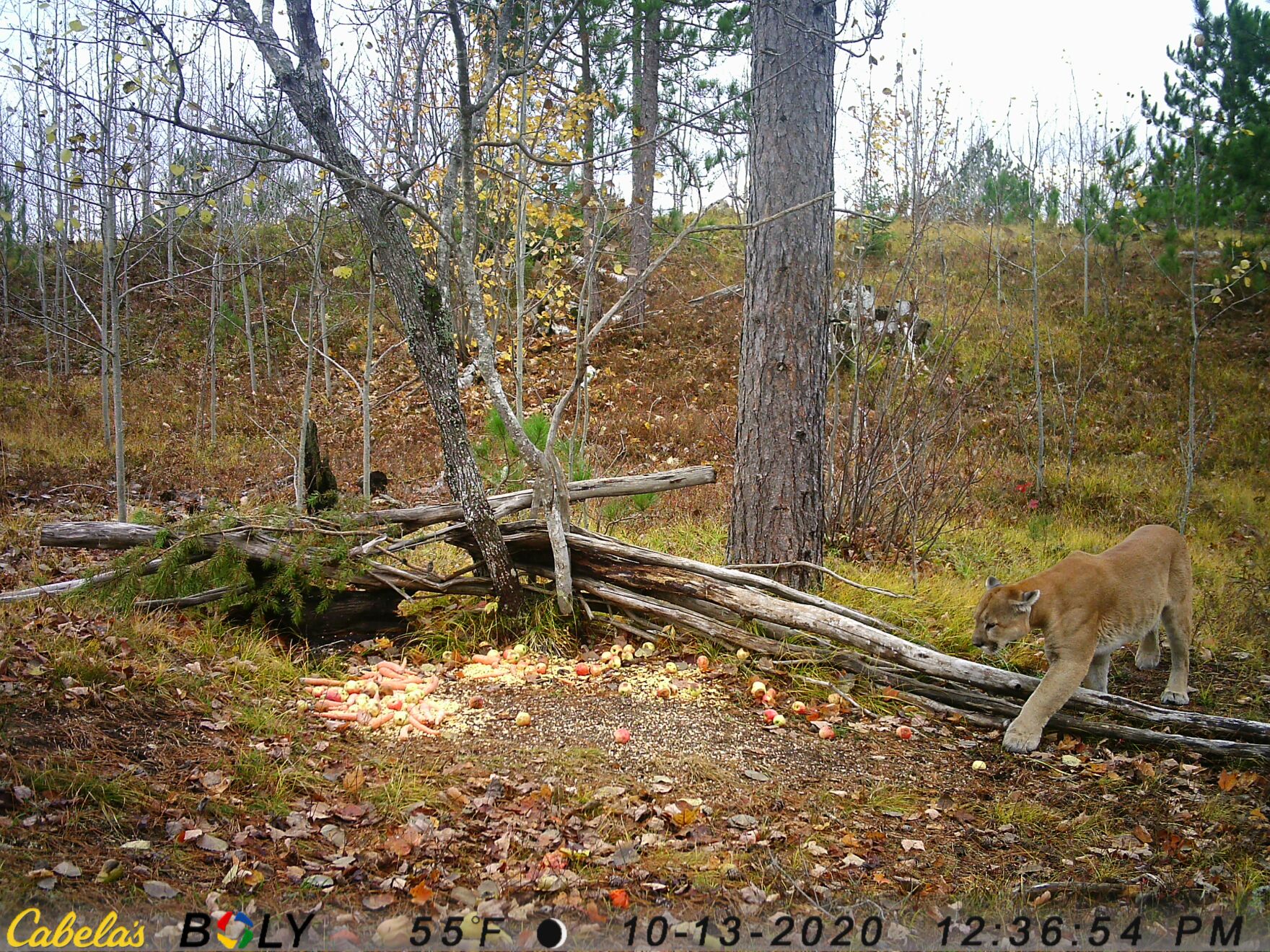 Cougar Sightings Increased In 2020 In Michigan WKAR Public Media