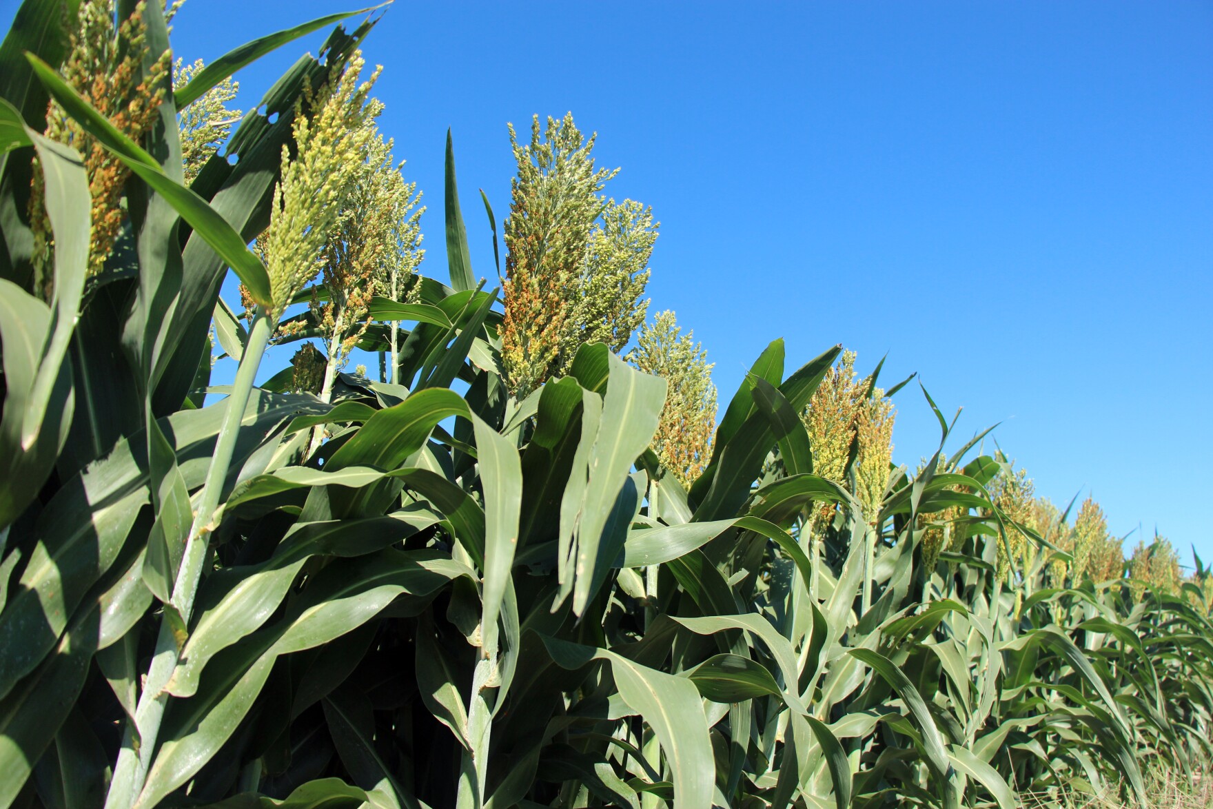 Scientists say they’ve found a cheap fix for a source of potent