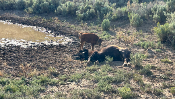 A young bison calf standing over a dead cow.