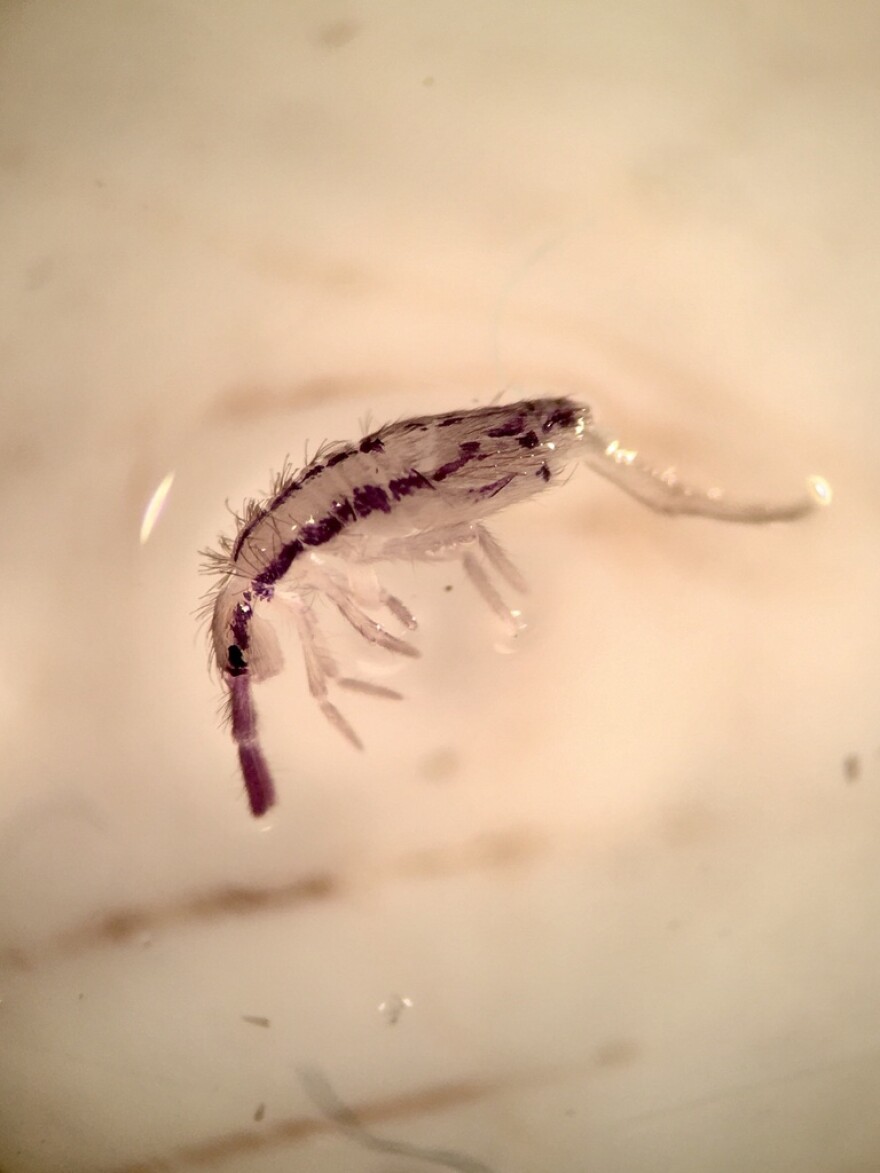 Snowflea, or springtail, photographed by iNaturalist user gonodactylus