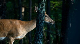 There are hundreds of thousands of deer are in Oklahoma.