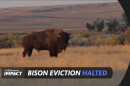 A screen capture shows a bison facing the camera standing in golden grass in front of a bare prairie hillside. The Montana PBS Reports: IMPACT logo is overlaid, along with the words "Bison eviction halted".