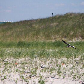 Skimmers nesting in the dunes at Lido Beach — Town of Hempstead