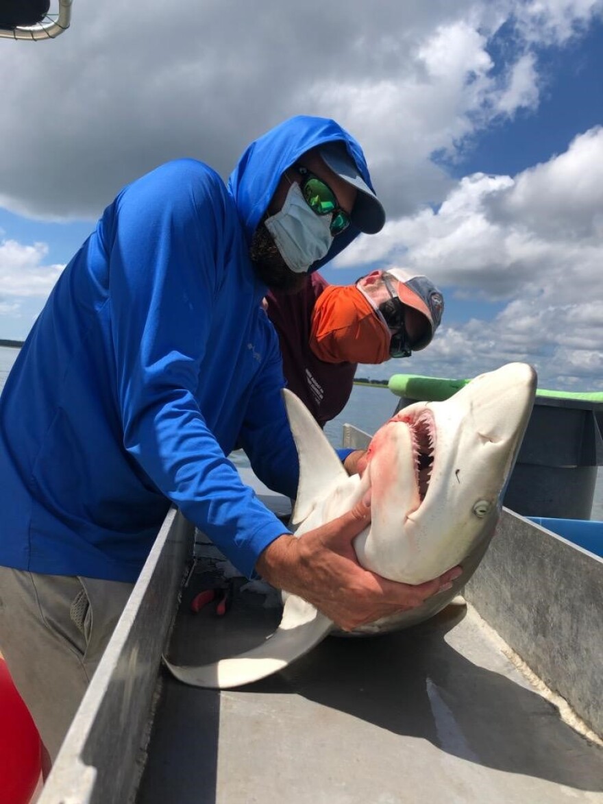 Jeff Plumlee and Creed Branham handle a blacknose shark as part of shark survey data collection.