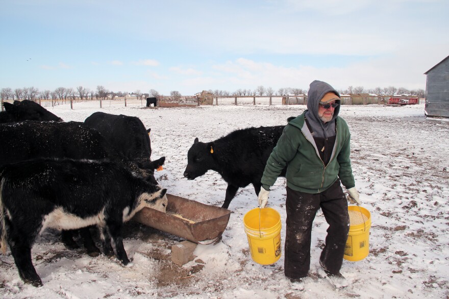 Gayland Regier carries buckets of feed to his cattle in southeast Nebraska. Imported cattle make up a small portion of the American beef supply, but many American farmers and ranchers are concerned that foreign-sourced meat could distort their markets.