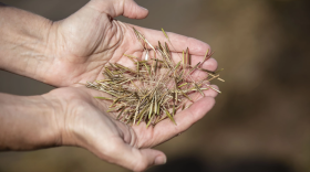 A handful of manoomin, or wild rice, harvested in northeast lower Michigan. Manoomin brought a legal case against the Minnesota Department of Natural Resources in 2021, a few years after the rice was granted legal standing by the White Earth Nation in Minnesota.