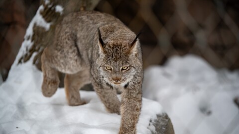 A lynx walking in the snow