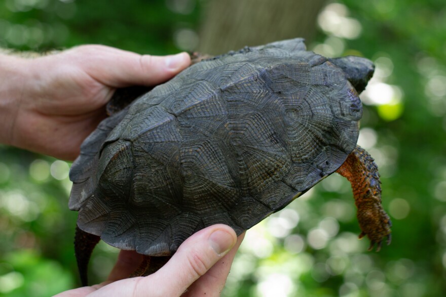 The wood turtle gets its name from the appearance and texture of its carapace.