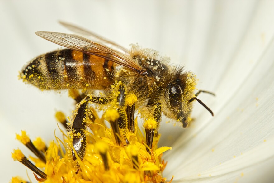 A close-up photo of a pollen-covered bee on a flower blossom. 