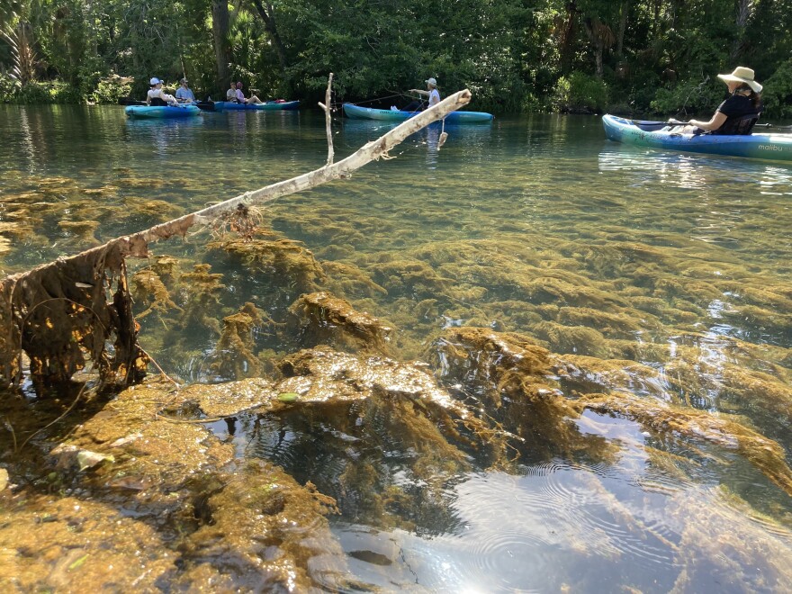 Algae clogging a spring