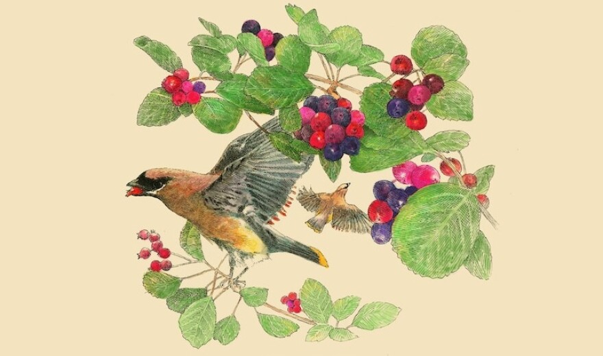The Serviceberry: Abundance and Reciprocity in the Natural World