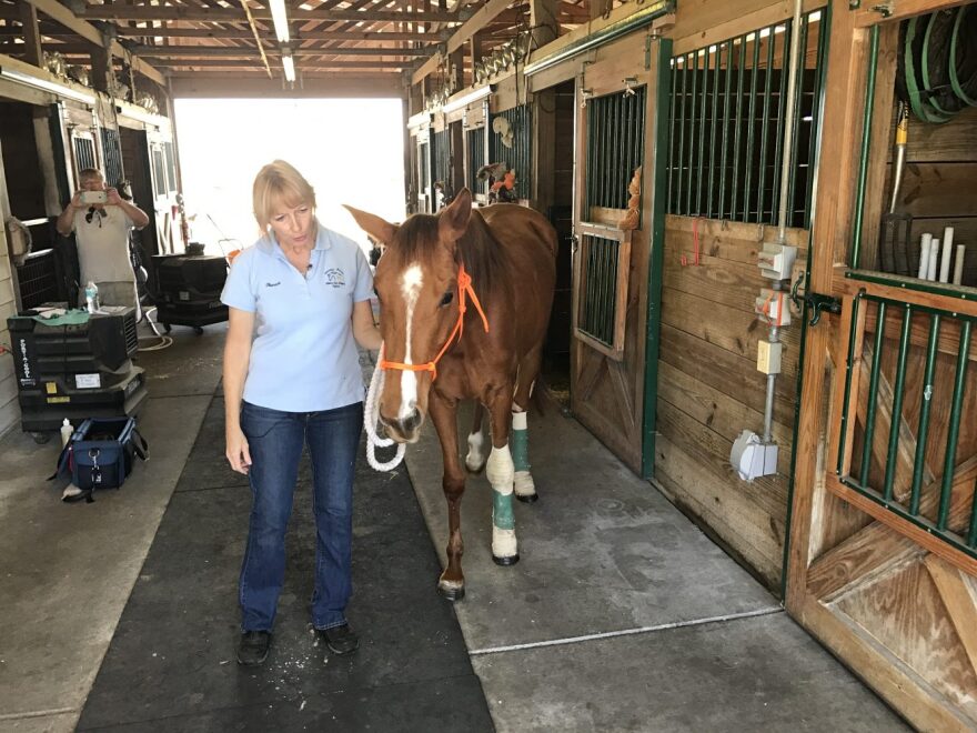 Theresa Batchelor walks with Emma at Beauty’s Haven Farm and Equine Rescue. Emma was shot multiple times in January. (Tyler Wilson/WUFT News)