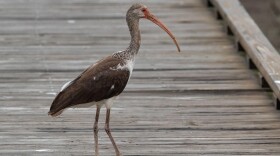 An immature white ibis