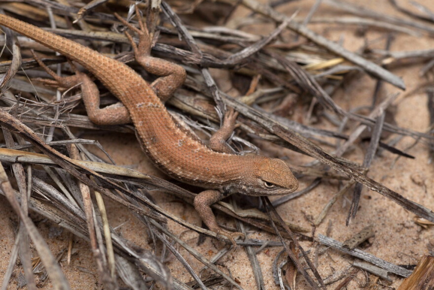 FILE - This May 1, 2015, file photo shows a Dunes Sagebrush lizard in N.M. Federal wildlife officials declared the rare lizard in southeastern New Mexico and West Texas an endangered species, citing future energy development, sand mining and climate change as the biggest threats to its survival in one of the world's most lucrative oil and natural gas basins. (U.S. Fish and Wildlife Service via AP, File)