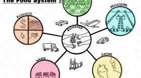 Rough diagram of the food system