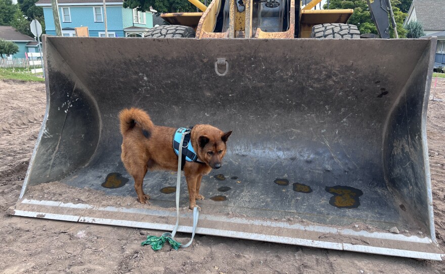 Copper colored dog stands in the bucket of an unused bulldozer