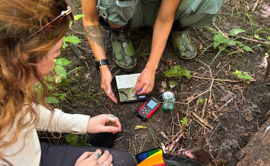 Two people pictured from above use a scale to weigh a salamander in a forest environment.