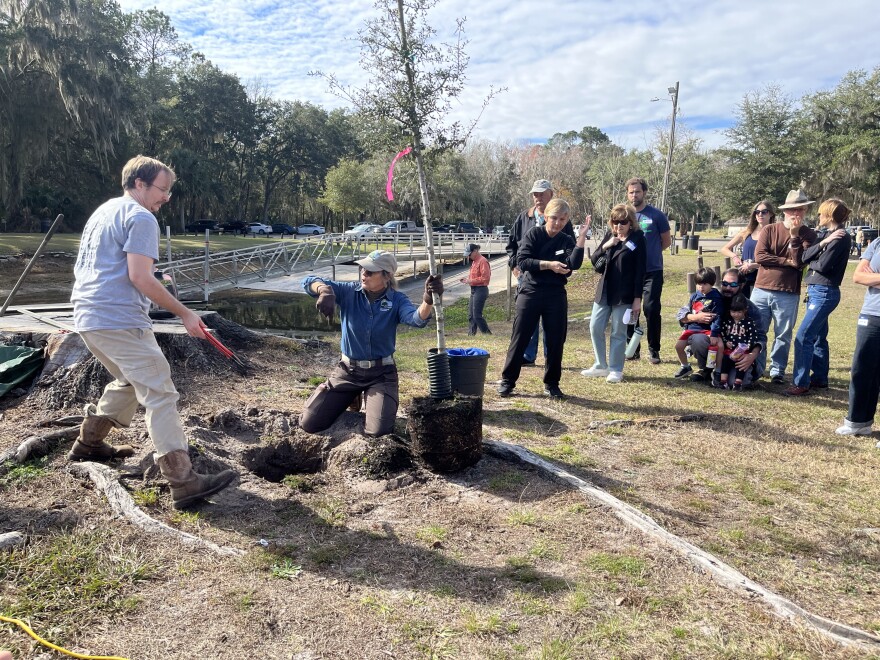 Alachua County Arborist Lacy Holtzworth holds onto a young tree trunk as she demonstrates how to properly plant a tree at an Arbor Day celebration held at Earl P. Powers Park in Gainesville, Fla., on Saturday, Jan. 17, 2026.
