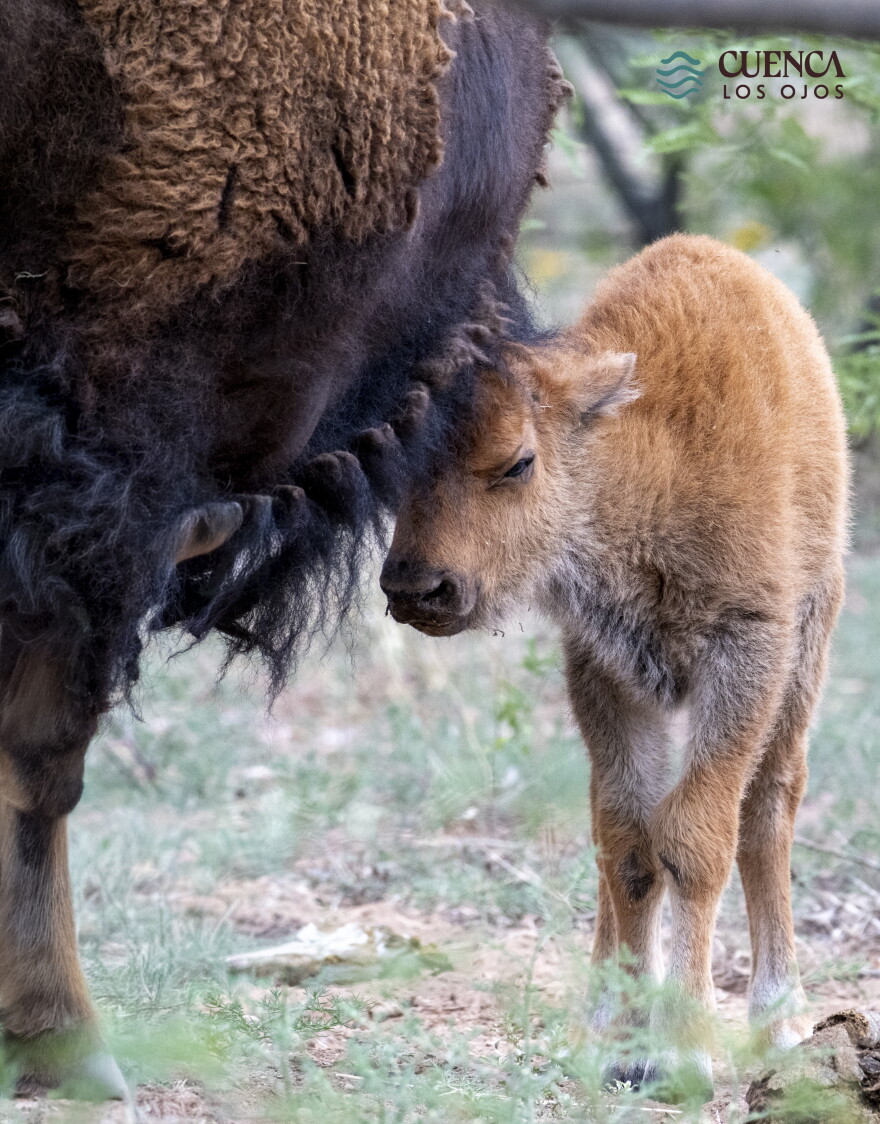 A bison calf nuzzles its mother at Cuenca Los Ojos.