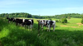 Cattle grazing