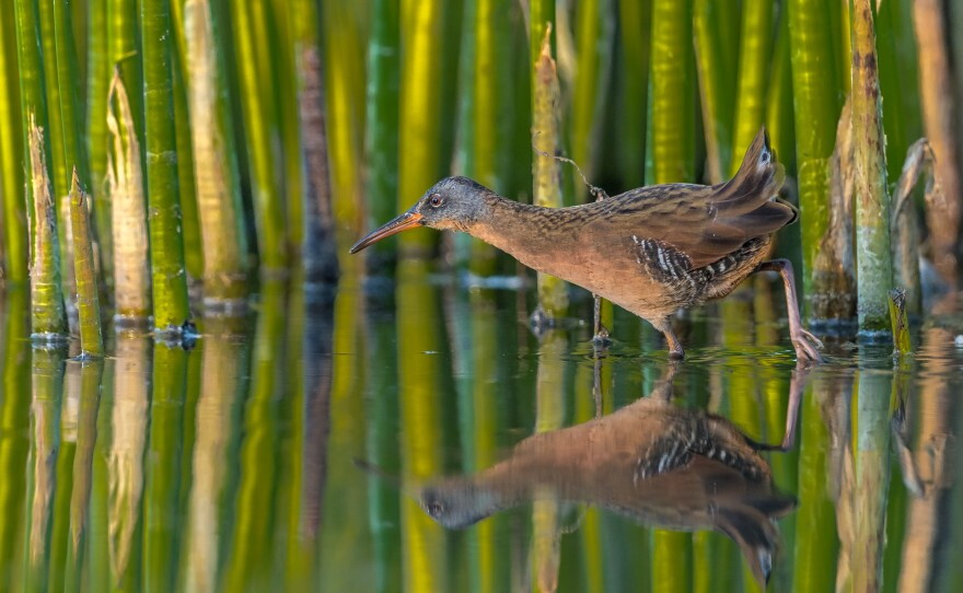 Virginia Rail