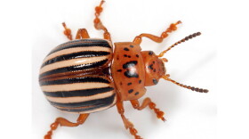 A false potato beetle, Leptinotarsa juncta