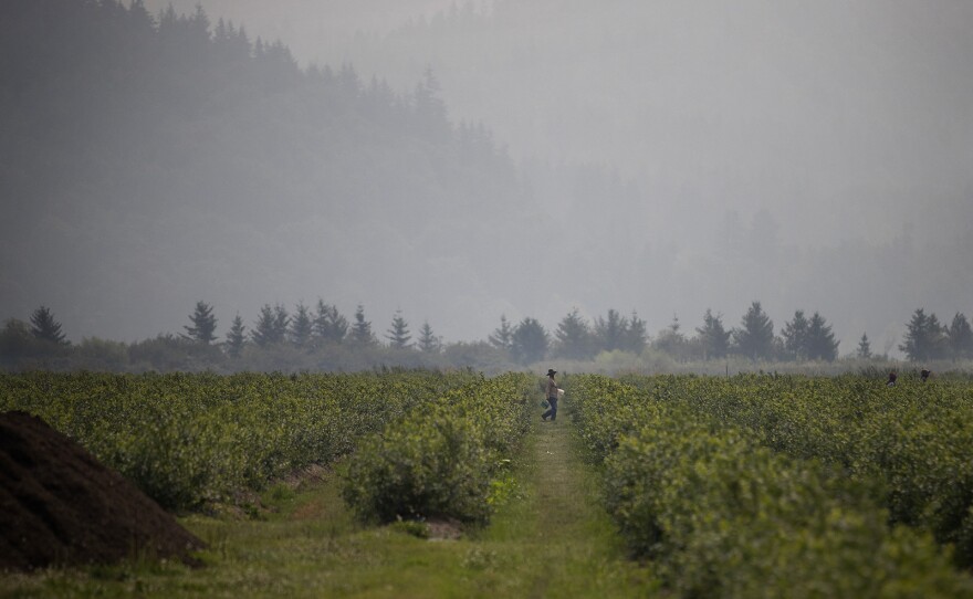 A farmworker walks through blueberry fields on Wednesday, August 8, 2017, at Sarbanand Farms on Rock Road, in Sumas, Washington. H-2A farm workers protested working conditions after their coworker, Honesto Silva Ibarra, died on Sunday. 