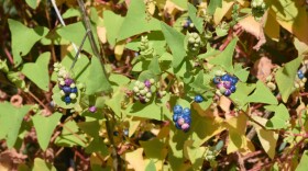 A closeup photo of a weed with triangular leaves and blue berries