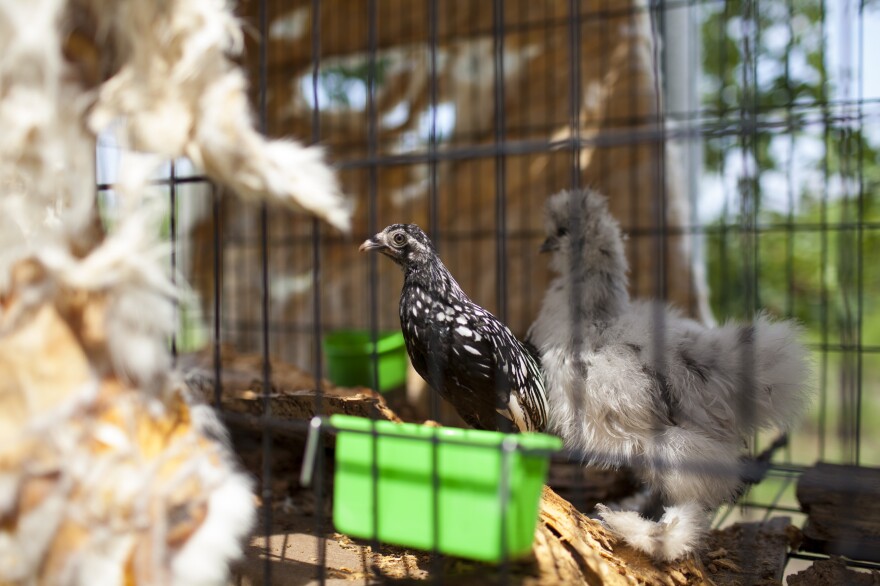 Erik Ryan and Mia Reynolds evacuated San Leon, Texas, with their two chickens and are currently staying in Bastrop State Park in Texas.