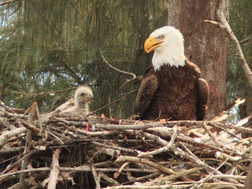Washington's increased bald eagle population may dismiss them from the endangered species list.