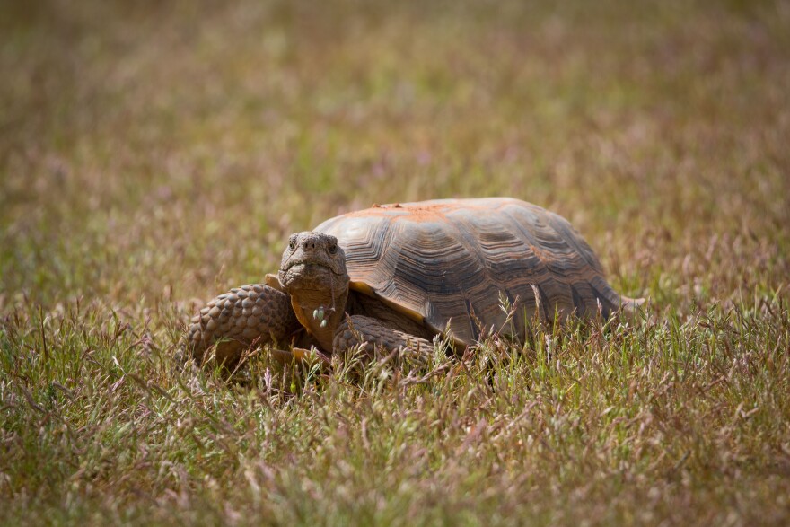 A photo of a Mojave Desert Tortoise.