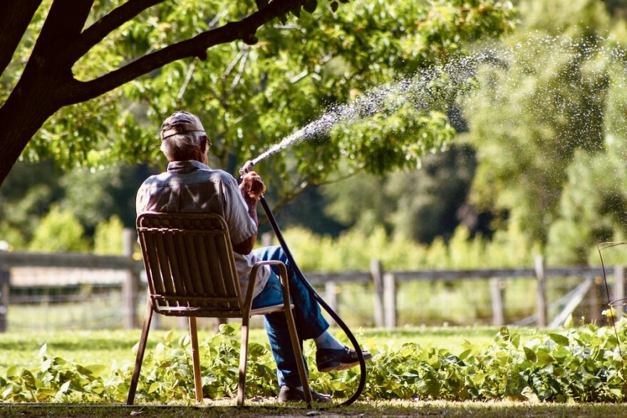  Elder man waters his garden.