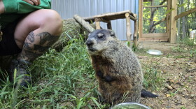 Woody stands on her hind legs in her enclosure while eating her breakfast in a bowl in front of her. You can see center employee Jen Ewing's leg in the background