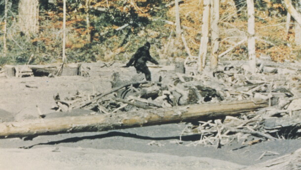A grainy picture of a hairy creature walking through a forest.