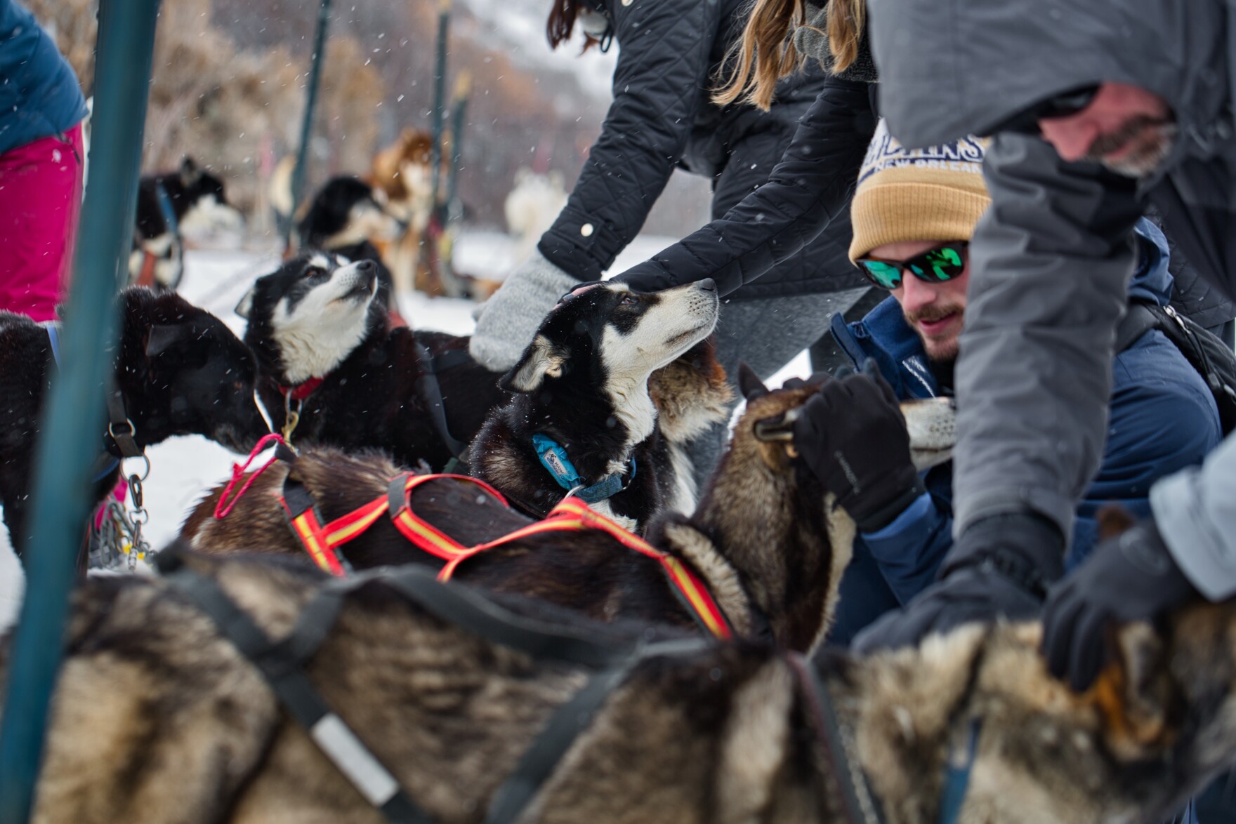 Leading The Pack Rescue Dogs Get Second Chance As Sled Dogs KUER