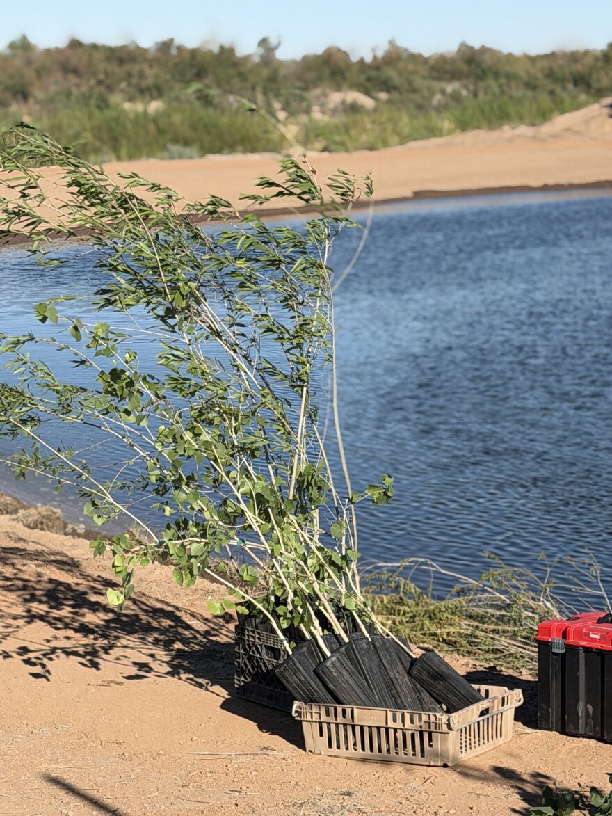 The group planted dozens of willows and other native plants, helping increase biodiversity on the North Cocopah reservation.