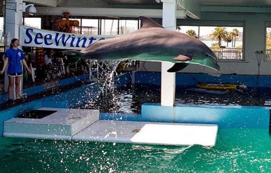 clearwater beach marine aquarium