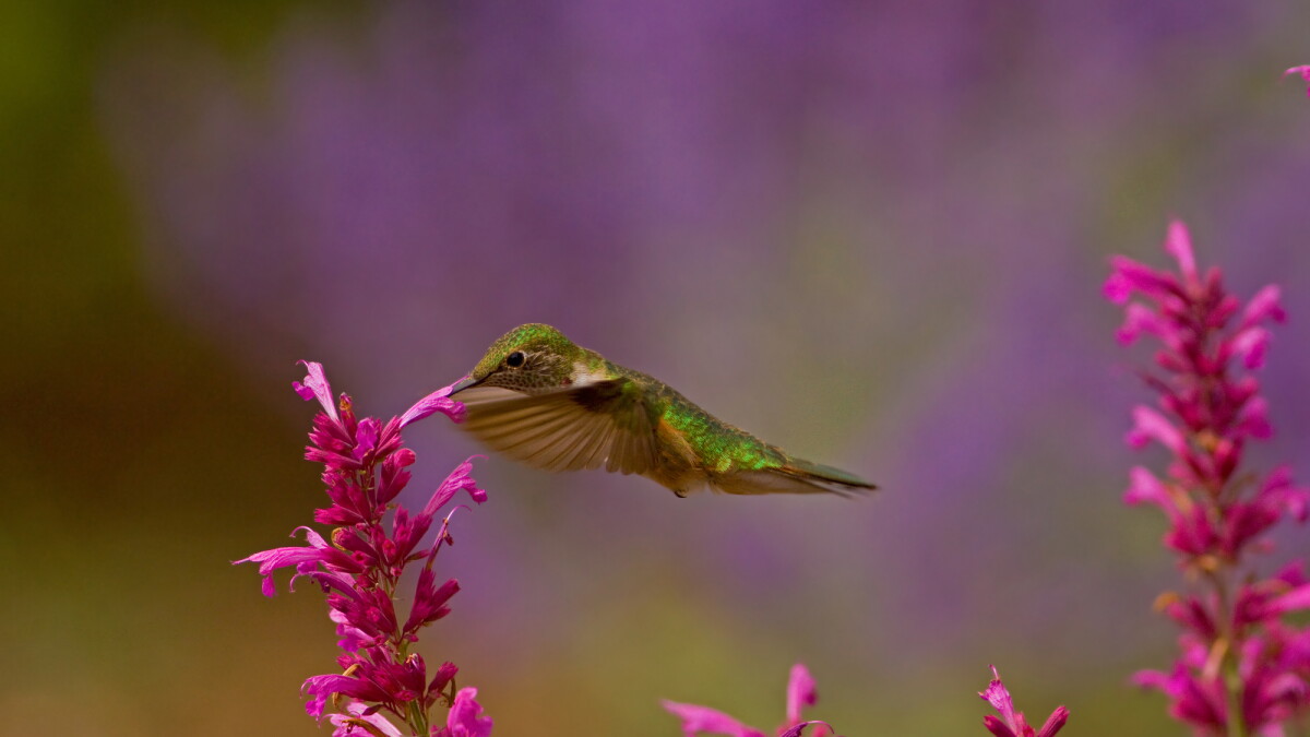 The cultural history of hummingbirds - Vimarsana News