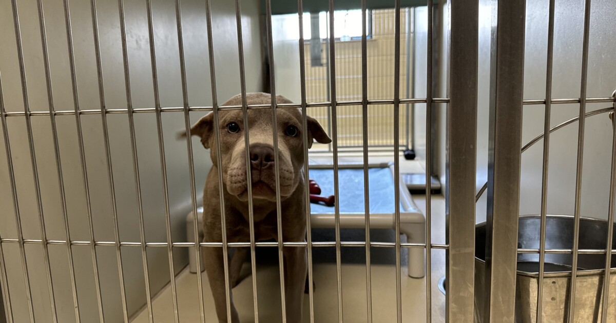 Screwworm restrictions are slowing transports of dogs and cats from crowded shelters