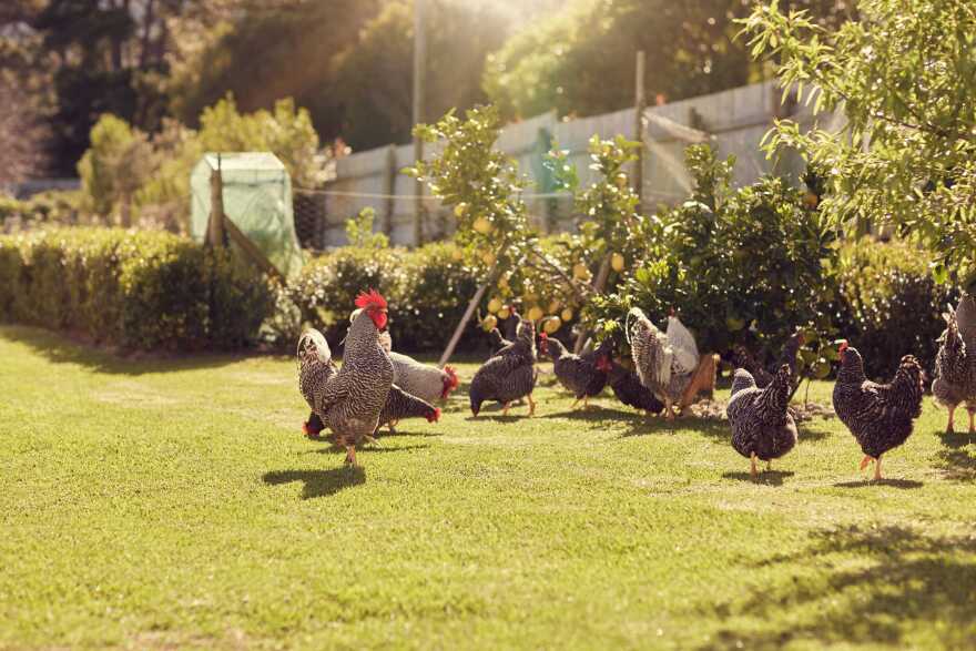 One Sheffield Lake home reportedly has 12 chickens, three roosters, four turkeys, and a flock of geese. The proposed rule would limit homeowners to four fowl, total. [mavo / shutterstock]