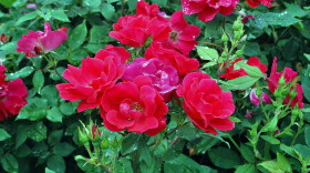 red roses bloom in a garden