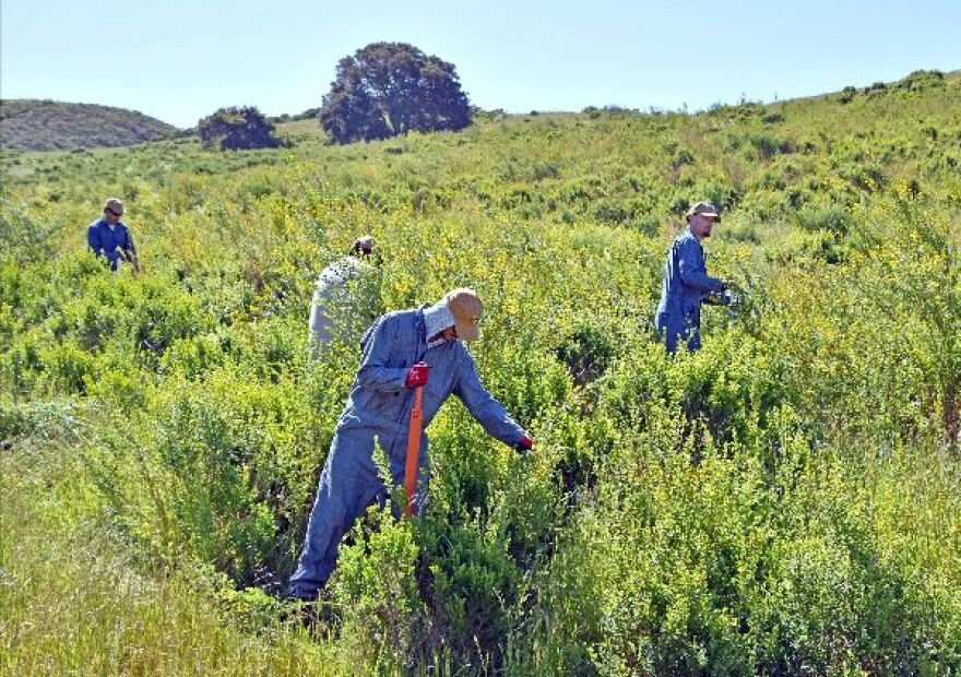 Four people wearing what look like blue jumpsuits and hats stand in a field of invasive French broom, working to uproot it. There's blue sky in the background.