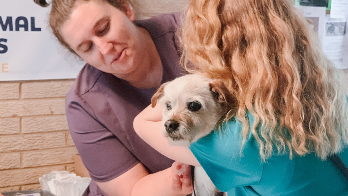 HAP Provides Free Wellness Clinic for downstate pets - Vimarsana News