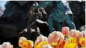 Spring Tulips in Albany's Washington Park