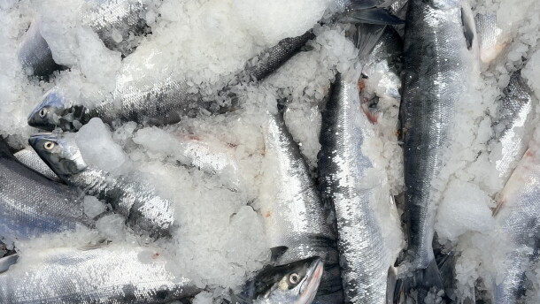 Fish on ice in a tote.