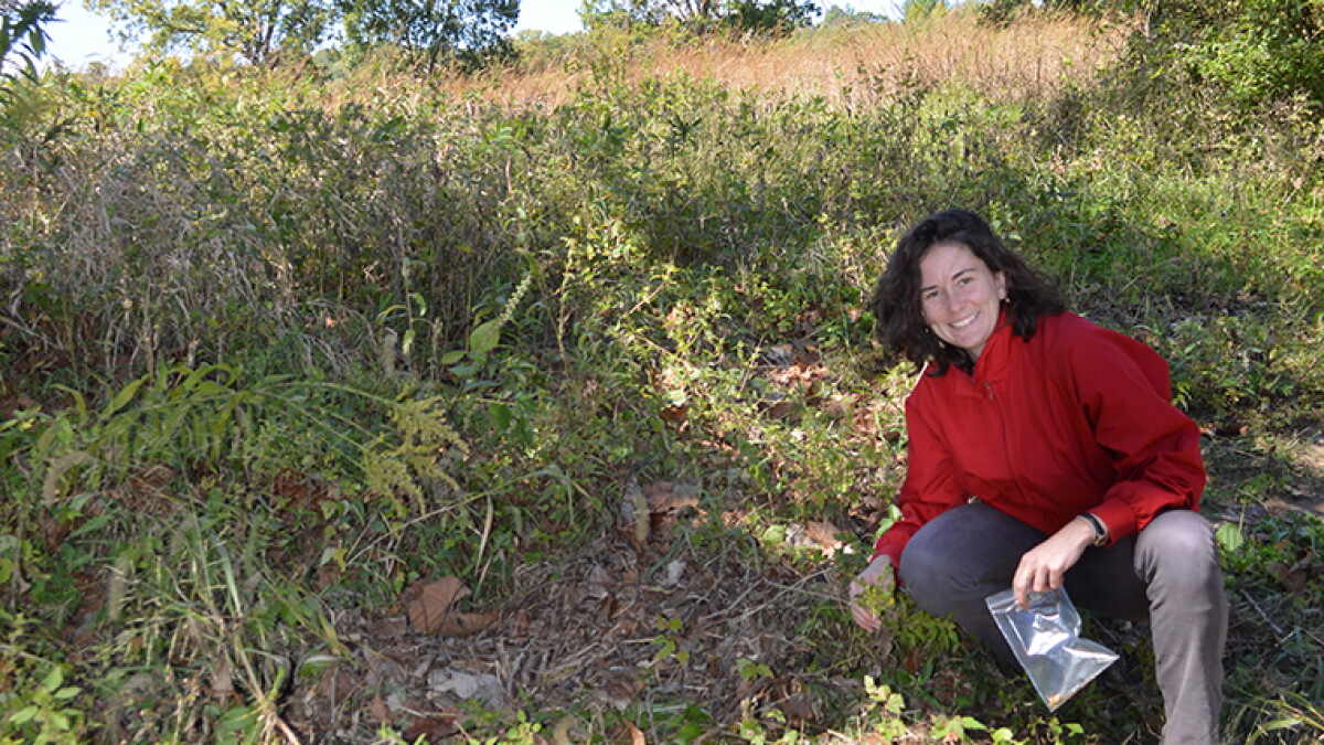 Wash U researcher seeks to domesticate an ancient, extinct crop - Vimarsana News