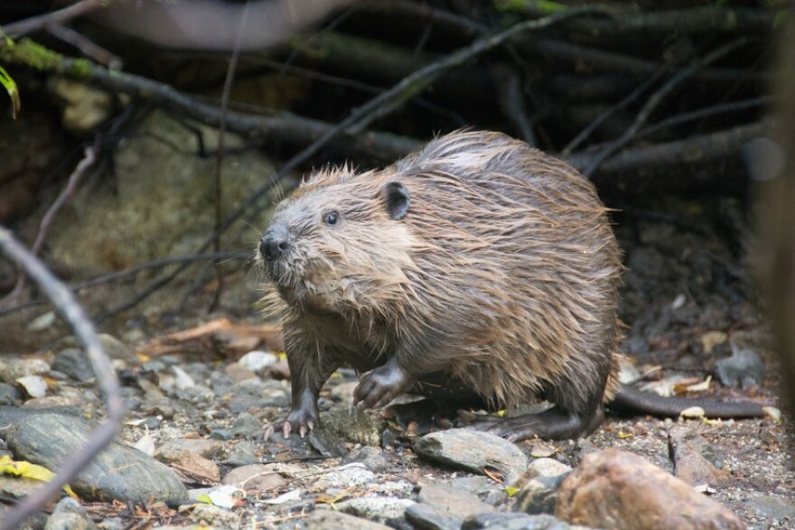 States in the Great Lakes kill beavers and remove dams on select rivers and streams. They’re doing it, in part, for anglers and the multi-billion dollar fishing industry. But some people are not on board with that. (Robes Parrish / USFWS)