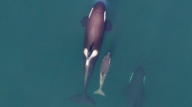 A5 pod is seen with a new calf on Jan. 4, 2021. 